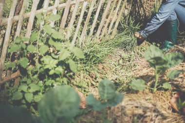 Çiftçi bahçe çiftliğinden soğan topluyor.