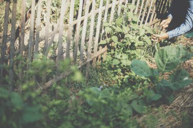 Çiftçi bahçe çiftliğinden soğan topluyor.