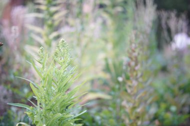 Bahçe çiftliğinde tohum toplamak için sebze yetiştiren marul.
