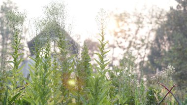 Bahçe çiftliğinde tohum toplamak için sebze yetiştiren marul.