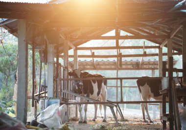 Süt çiftliğindeki ahır ahırında sabah güneşli inek sağmak