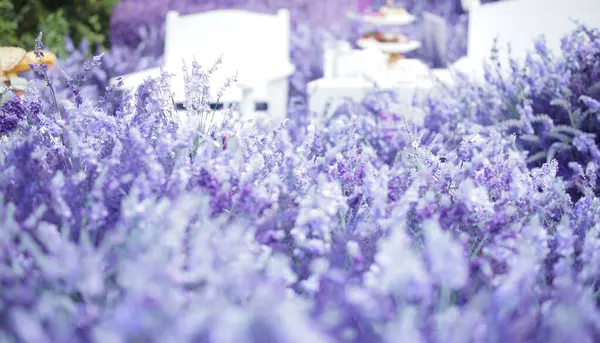 Jardín Floreciente Campo Flores Lavanda Flora Violeta Púrpura — Foto de Stock