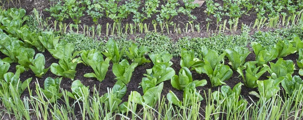 Grass and vegetable farm — Stock Photo, Image