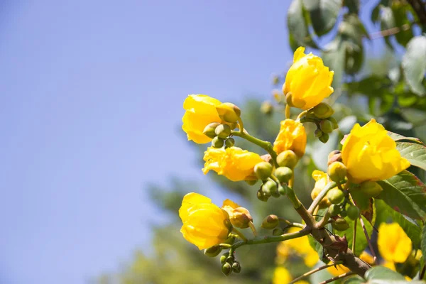 Gele bloem met blauwe lucht achtergrond — Stockfoto