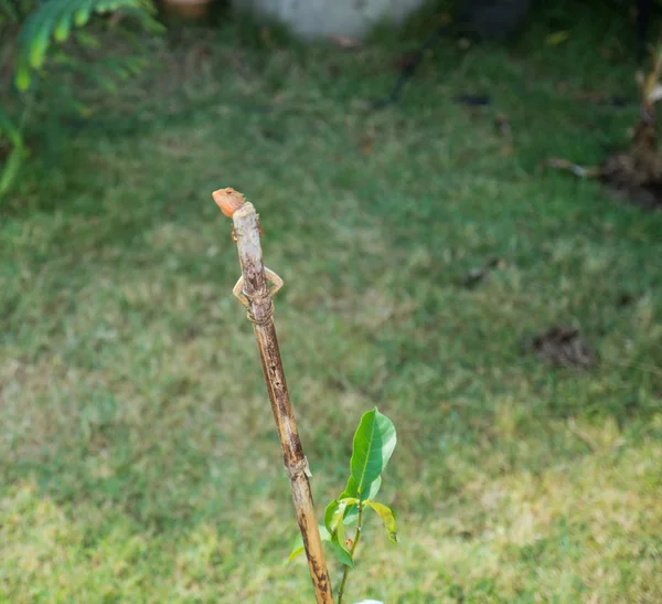 Chameleon hold na větvi — Stock fotografie