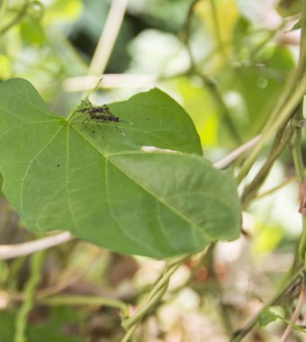 böcek yaprağına ıslahı
