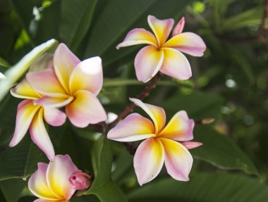 Sarı Pembe frangipani