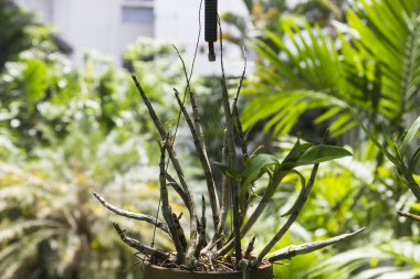 ağaç potu su püskürtme