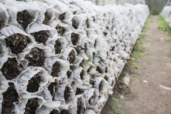 Mushroom huis — Stockfoto