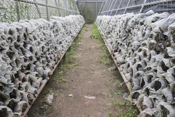 Mushroom huis — Stockfoto