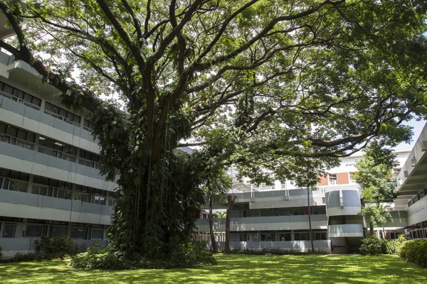 Grande árvore velha — Fotografia de Stock