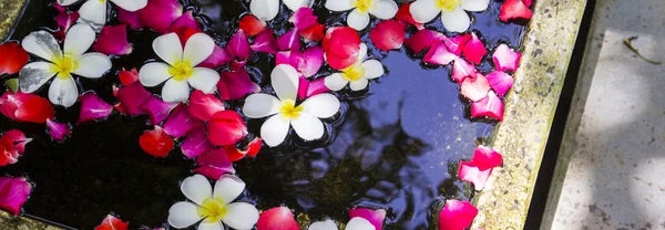 Plumeria blanca y rosas flotando en el agua —  Fotos de Stock