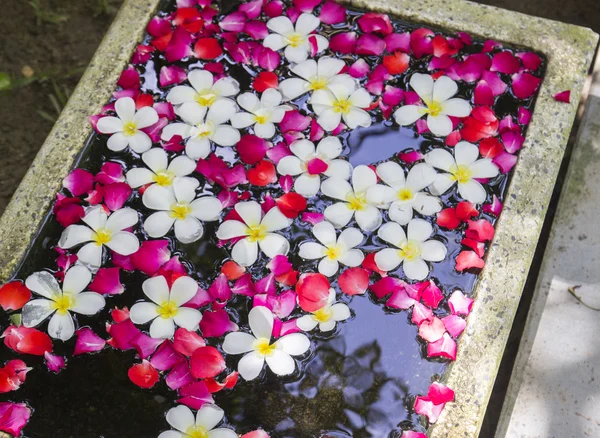 Bílé růže, plovoucí na vodě a Plumeria — Stock fotografie