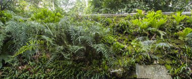 Fern eski çatı üzerinde