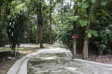 Ormanın ortasında küçük yol