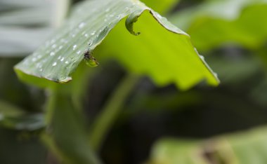 muz yaprak örümcek