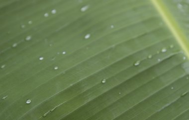 muz yaprağı üzerinde su damlası