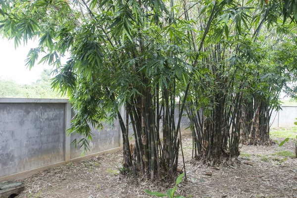 Pohon bambu di taman — Stok Foto