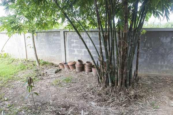 Pohon bambu di taman — Stok Foto