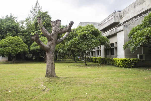 Árbol sin hojas —  Fotos de Stock