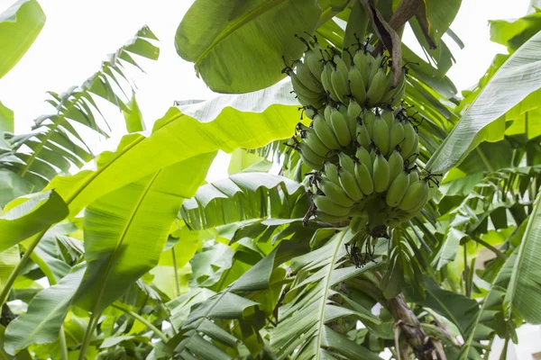 Banana tree farm — Stock Photo, Image