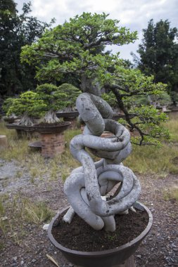 Bonsai veya minyatür ağaç 