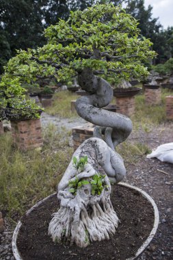 Bonsai veya minyatür ağaç 