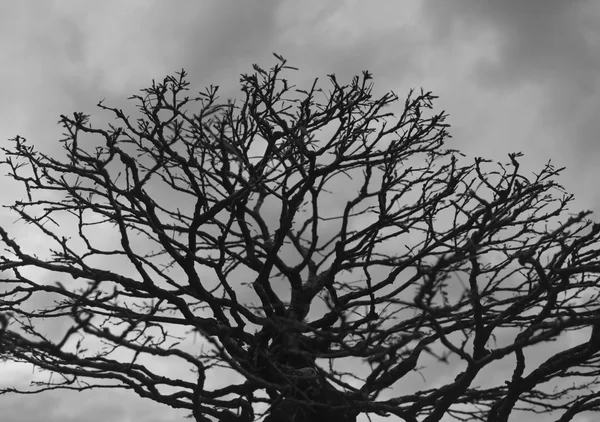 Bonsai ou árvore em miniatura — Fotografia de Stock