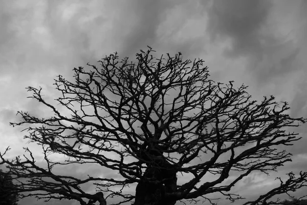 Бонсай или миниатюрное дерево — стоковое фото