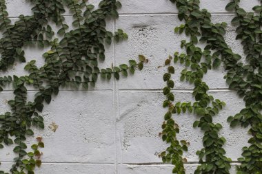 Duvardaki Coatbuttons veya Meksika papatya