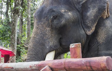 Fildişi ile Asya fili