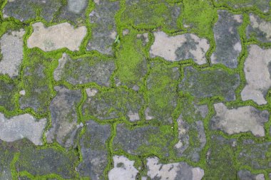 tuğla kaldırım arasında büyüyen yosun