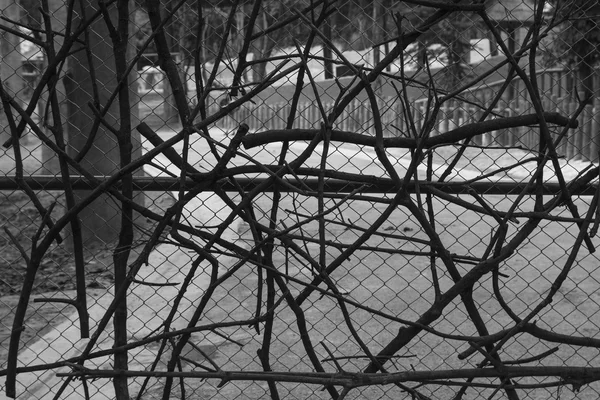 나뭇가지에 와이어 울타리 장식 — 스톡 사진