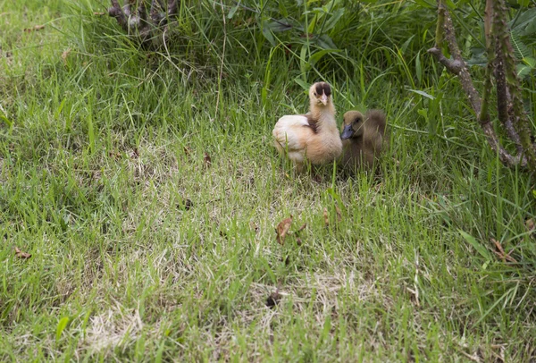 Galinha bebé e pato — Fotografia de Stock