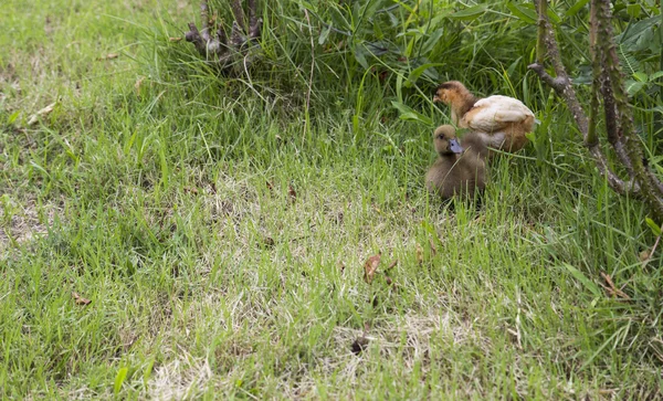 Baby chicken and duck — Stock Photo, Image