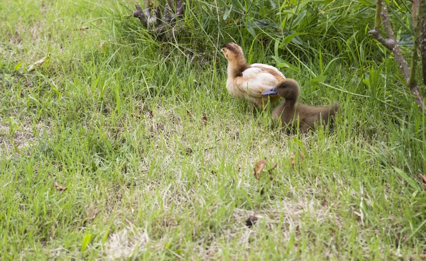 Bébé poulet et canard — Photo