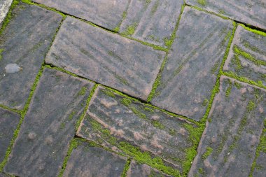 tuğla kaldırım arasında büyüyen yosun