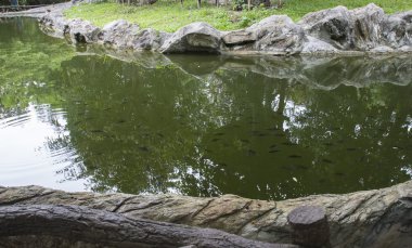 sakin bir havuzda balık balık