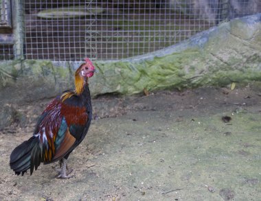 yerde yürüyen bir tavuk