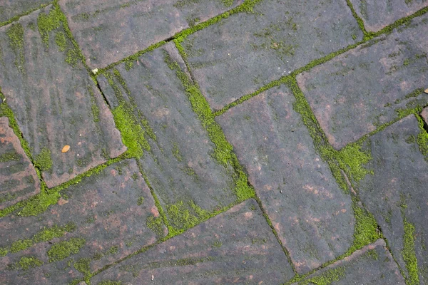 Tuğla kaldırım arasında büyüyen yosun — Stok fotoğraf