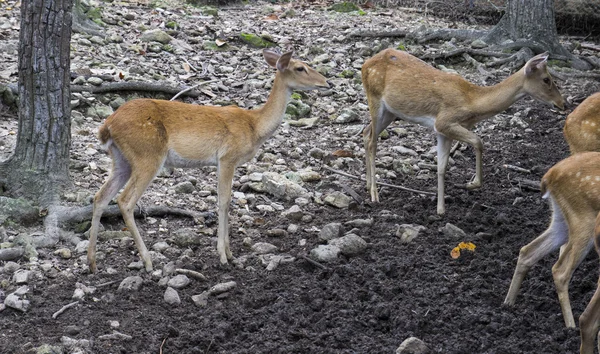 Female deer in the zoo — Stock Photo, Image