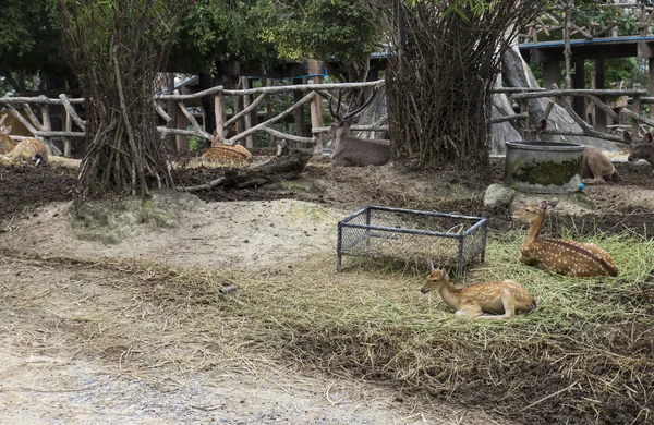 Ciervos hembra y macho en el zoológico — Foto de Stock