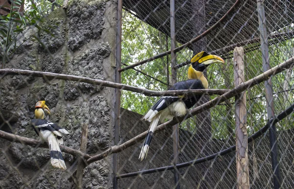 Két hornbills egy ketrecben — Stock Fotó