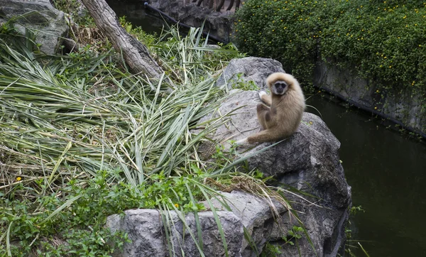 Fehér arcú gibbon — Stock Fotó