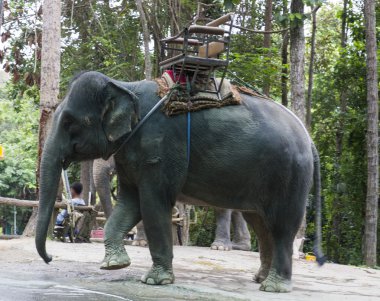 Fildişi ile Asya fili