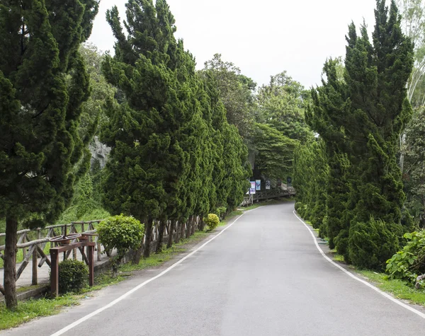 道路の横に松の木 — ストック写真