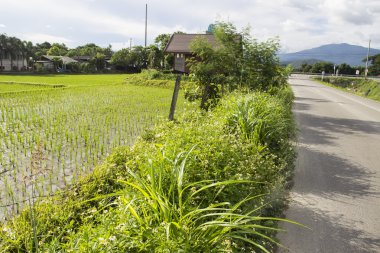 pirinç alan yolun yanında
