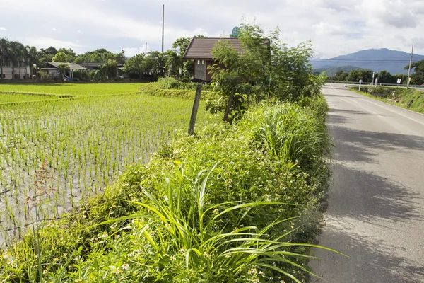 道路の横に田んぼ — ストック写真