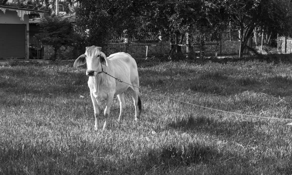La vaca blanca en el prado — Foto de Stock
