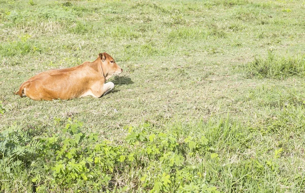 El ternero en el prado — Foto de Stock